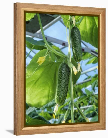 Cucumber Cultivation-Bjorn Svensson-Framed Premier Image Canvas