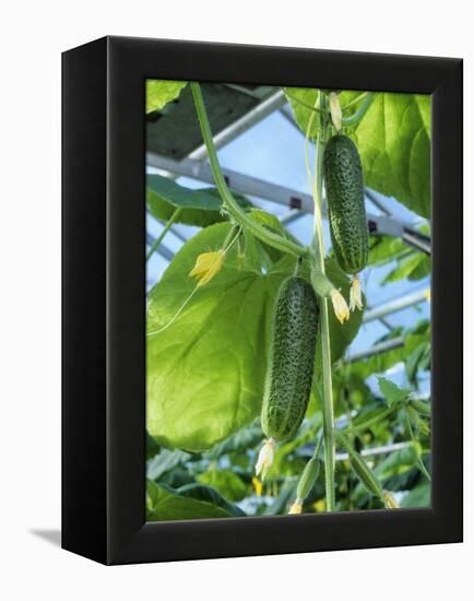 Cucumber Cultivation-Bjorn Svensson-Framed Premier Image Canvas