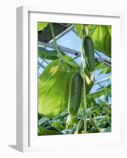 Cucumber Cultivation-Bjorn Svensson-Framed Photographic Print