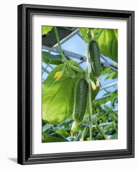 Cucumber Cultivation-Bjorn Svensson-Framed Photographic Print