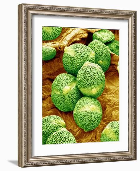 Cucumber Pollen, SEM-Susumu Nishinaga-Framed Photographic Print