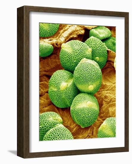 Cucumber Pollen, SEM-Susumu Nishinaga-Framed Photographic Print