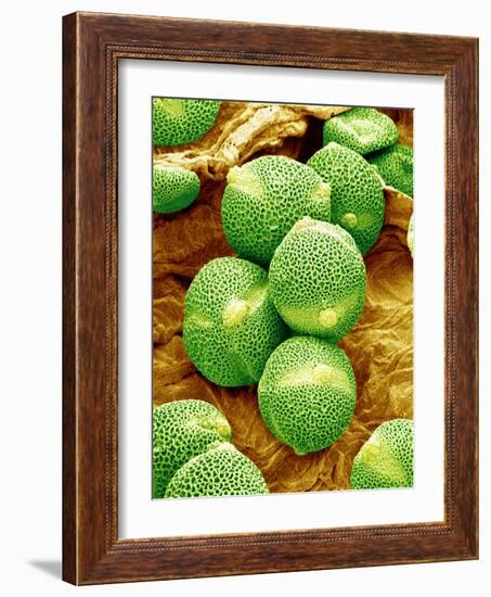 Cucumber Pollen, SEM-Susumu Nishinaga-Framed Photographic Print