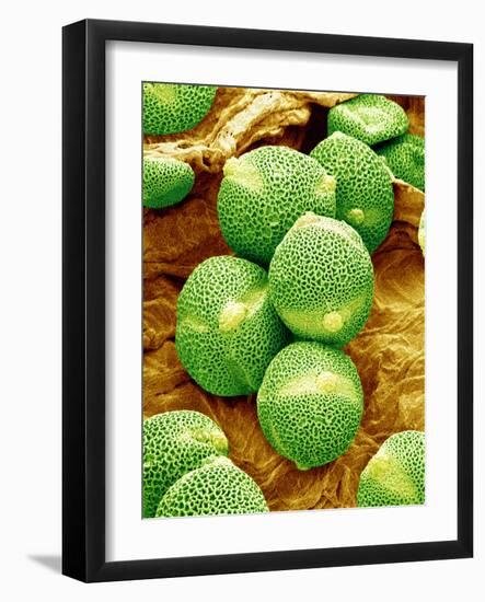 Cucumber Pollen, SEM-Susumu Nishinaga-Framed Photographic Print