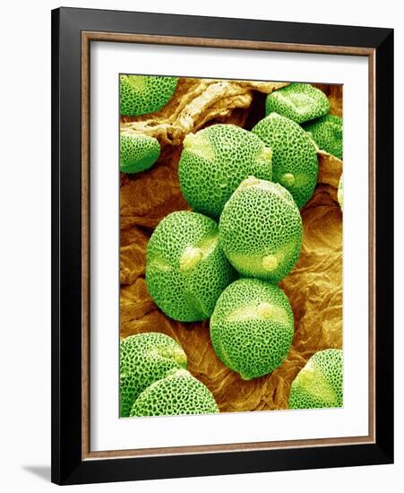 Cucumber Pollen, SEM-Susumu Nishinaga-Framed Photographic Print