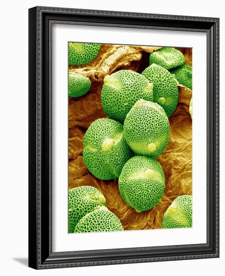 Cucumber Pollen, SEM-Susumu Nishinaga-Framed Photographic Print