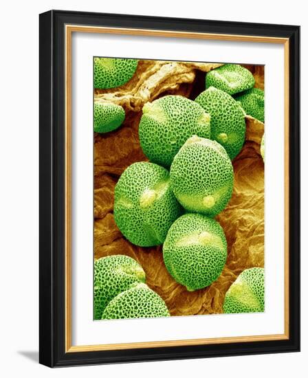 Cucumber Pollen, SEM-Susumu Nishinaga-Framed Photographic Print