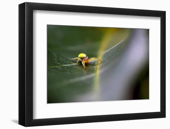 Cucumber spider, Exeter, Devon-David Pike-Framed Photographic Print