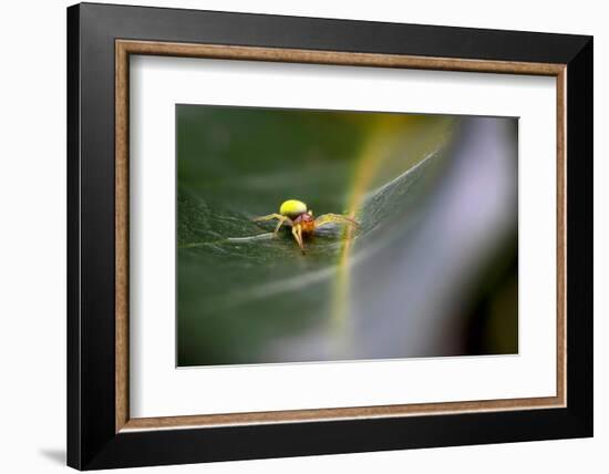 Cucumber spider, Exeter, Devon-David Pike-Framed Photographic Print