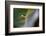 Cucumber spider, Exeter, Devon-David Pike-Framed Photographic Print