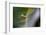 Cucumber spider, Exeter, Devon-David Pike-Framed Photographic Print