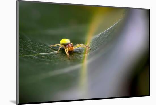 Cucumber spider, Exeter, Devon-David Pike-Mounted Photographic Print