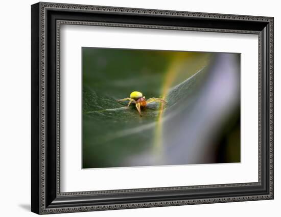 Cucumber spider, Exeter, Devon-David Pike-Framed Photographic Print