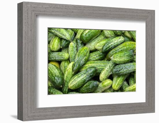 Cucumbers, USA-Jim Engelbrecht-Framed Photographic Print