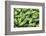 Cucumbers, USA-Jim Engelbrecht-Framed Photographic Print