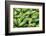 Cucumbers, USA-Jim Engelbrecht-Framed Photographic Print