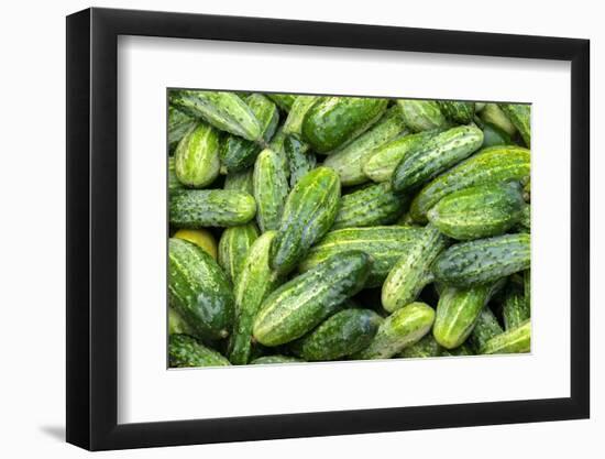 Cucumbers, USA-Jim Engelbrecht-Framed Photographic Print