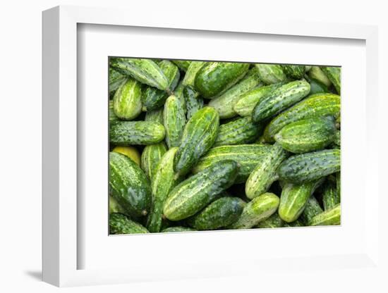 Cucumbers, USA-Jim Engelbrecht-Framed Photographic Print