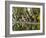 Cucuran, Provence, Vaucluse, France, Europe-Robert Cundy-Framed Photographic Print