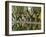 Cucuran, Provence, Vaucluse, France, Europe-Robert Cundy-Framed Photographic Print