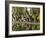 Cucuran, Provence, Vaucluse, France, Europe-Robert Cundy-Framed Photographic Print