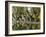 Cucuran, Provence, Vaucluse, France, Europe-Robert Cundy-Framed Photographic Print