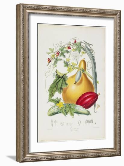 Cucurbitaceae, the Gourd Tribe, from Illustrations of the Natural Orders of Plants, 1849-1855-Elizabeth Twining-Framed Giclee Print