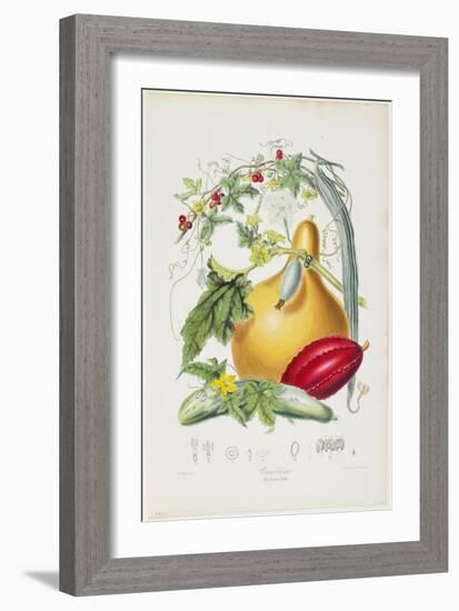 Cucurbitaceae, the Gourd Tribe, from Illustrations of the Natural Orders of Plants, 1849-1855-Elizabeth Twining-Framed Giclee Print