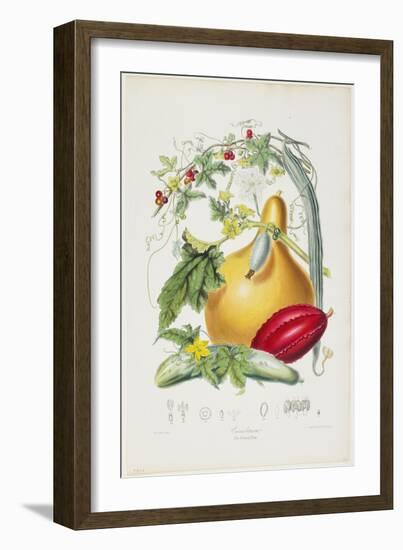 Cucurbitaceae, the Gourd Tribe, from Illustrations of the Natural Orders of Plants, 1849-1855-Elizabeth Twining-Framed Giclee Print