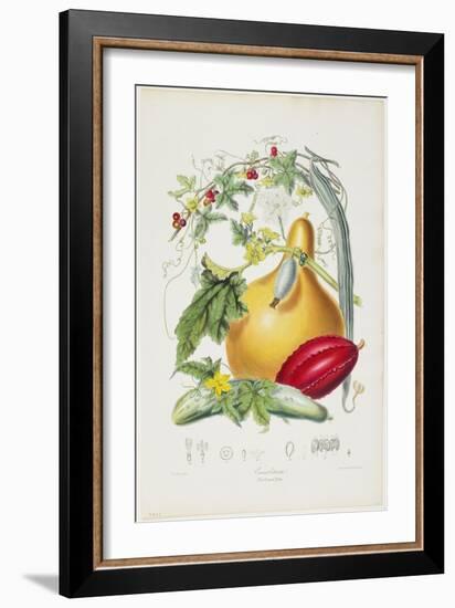 Cucurbitaceae, the Gourd Tribe, from Illustrations of the Natural Orders of Plants, 1849-1855-Elizabeth Twining-Framed Giclee Print