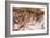 Cueva de las Manos (Cave of Hands), UNESCO World Heritage Site, Patagonia, Argentina-Alex Treadway-Framed Photographic Print