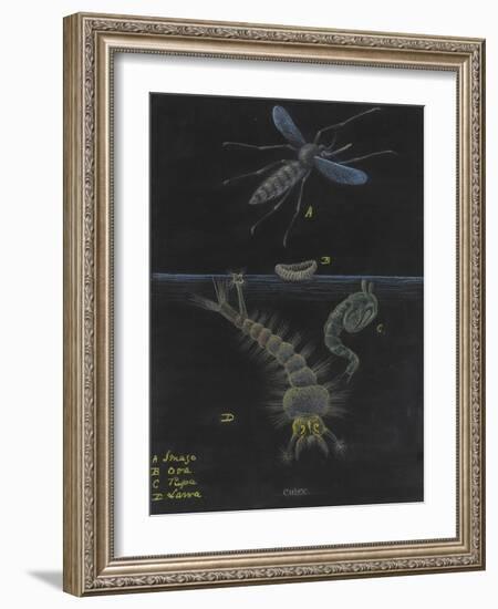 Culex: Mosquito-Philip Henry Gosse-Framed Giclee Print