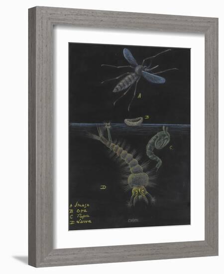 Culex: Mosquito-Philip Henry Gosse-Framed Giclee Print