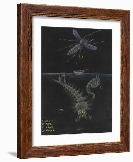 Culex: Mosquito-Philip Henry Gosse-Framed Giclee Print
