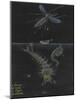 Culex: Mosquito-Philip Henry Gosse-Mounted Giclee Print