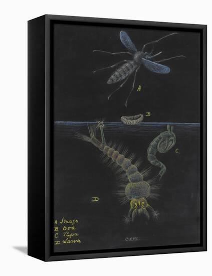 Culex: Mosquito-Philip Henry Gosse-Framed Premier Image Canvas