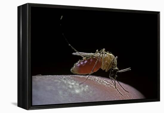 Culex Pipiens (Common House Mosquito) - Biting-Paul Starosta-Framed Premier Image Canvas