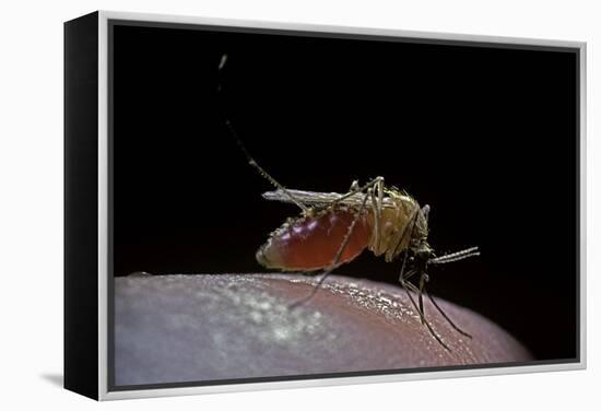 Culex Pipiens (Common House Mosquito) - Biting-Paul Starosta-Framed Premier Image Canvas