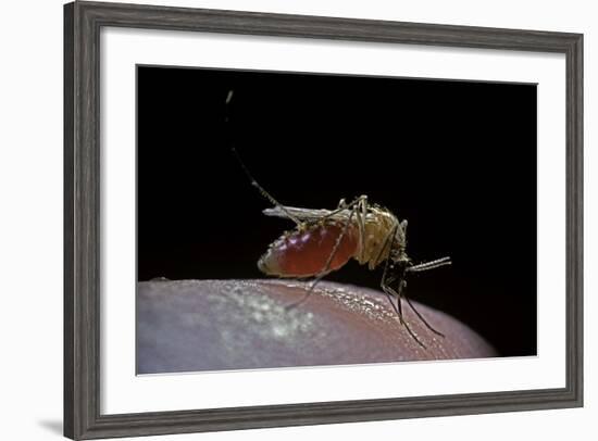 Culex Pipiens (Common House Mosquito) - Biting-Paul Starosta-Framed Photographic Print