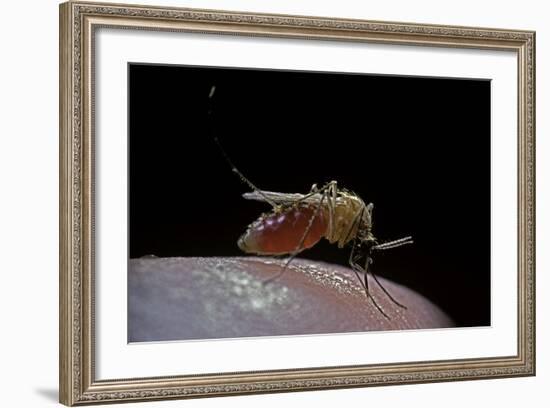 Culex Pipiens (Common House Mosquito) - Biting-Paul Starosta-Framed Photographic Print