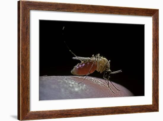 Culex Pipiens (Common House Mosquito) - Biting-Paul Starosta-Framed Photographic Print