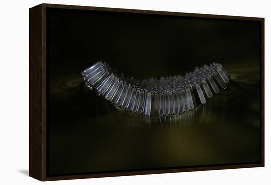 Culex Pipiens (Common House Mosquito) - Eggs Floating on Water Surface-Paul Starosta-Framed Premier Image Canvas