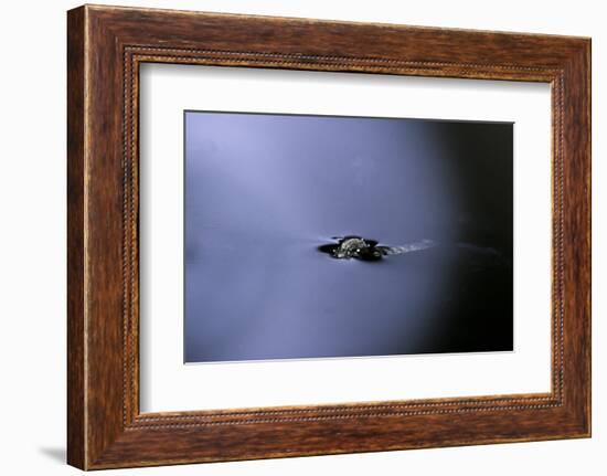 Culex Pipiens (Common House Mosquito) - Emerging (A2)-Paul Starosta-Framed Photographic Print