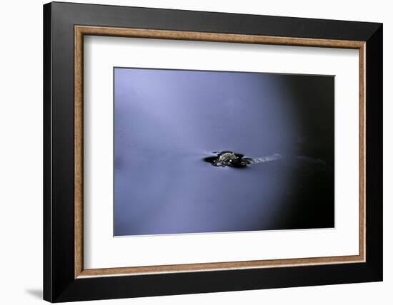 Culex Pipiens (Common House Mosquito) - Emerging (A2)-Paul Starosta-Framed Photographic Print