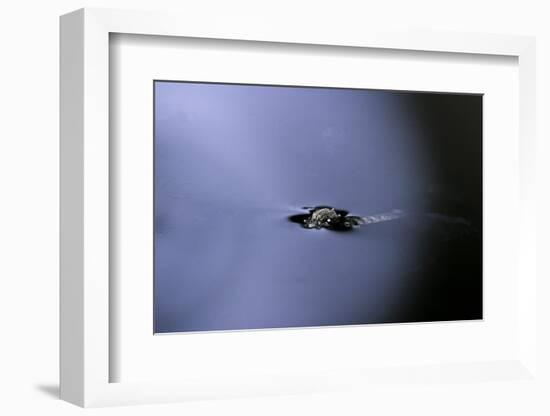 Culex Pipiens (Common House Mosquito) - Emerging (A2)-Paul Starosta-Framed Photographic Print