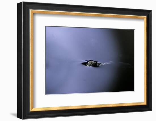 Culex Pipiens (Common House Mosquito) - Emerging (A2)-Paul Starosta-Framed Photographic Print