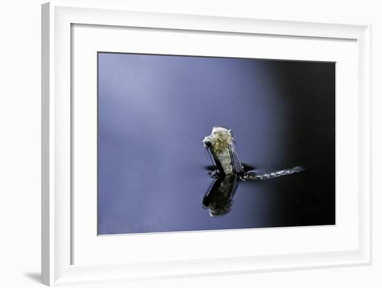 Culex Pipiens (Common House Mosquito) - Emerging (A4)-Paul Starosta-Framed Photographic Print