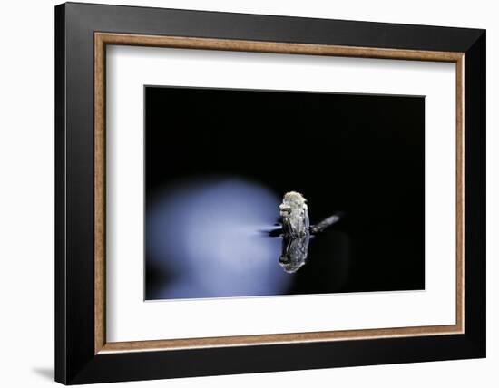 Culex Pipiens (Common House Mosquito) - Emerging (B3)-Paul Starosta-Framed Photographic Print