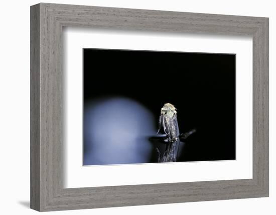 Culex Pipiens (Common House Mosquito) - Emerging (B4)-Paul Starosta-Framed Photographic Print