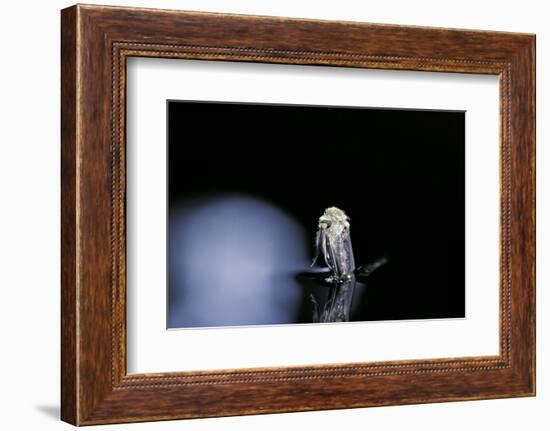 Culex Pipiens (Common House Mosquito) - Emerging (B4)-Paul Starosta-Framed Photographic Print